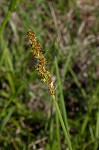 Eastern fox sedge