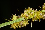 Eastern fox sedge