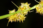 Eastern fox sedge