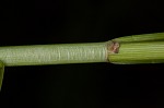 Eastern fox sedge