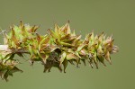 Eastern fox sedge