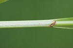 Eastern fox sedge