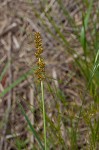 Eastern fox sedge