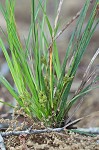 Parasol sedge