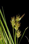 Parasol sedge