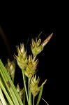 Parasol sedge