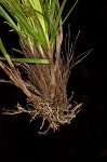 Parasol sedge