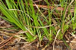 Parasol sedge