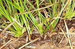 Parasol sedge