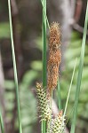 Warty sedge