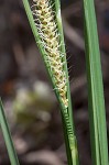 Warty sedge