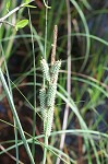 Warty sedge