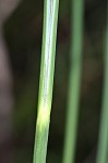 Warty sedge