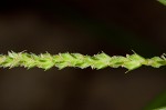 Ribbed sedge