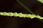 Ribbed sedge