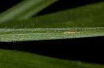 Ribbed sedge