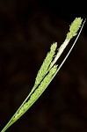 Ribbed sedge