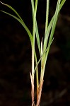 Ribbed sedge