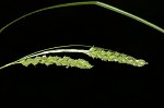 Ribbed sedge