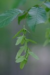 American hornbeam