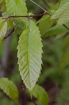 American chestnut