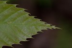 American chestnut