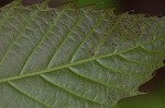 American chestnut