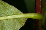 American chestnut