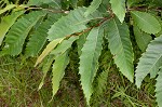 American chestnut