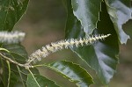 Chinese chestnut