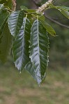 Chinese chestnut