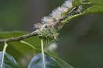 Chinese chestnut