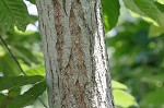 Chinese chestnut