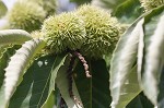 Chinese chestnut