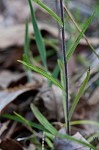 Cahaba Indian paintbrush