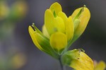 Cahaba Indian paintbrush