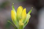 Cahaba Indian paintbrush