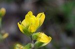 Cahaba Indian paintbrush