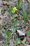 Cahaba Indian paintbrush