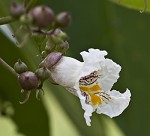 Northern catalpa