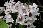 Northern catalpa