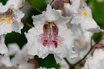 Northern catalpa