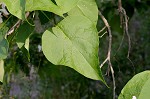 Northern catalpa