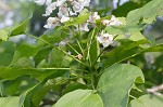 Northern catalpa