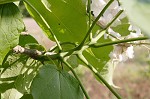 Northern catalpa