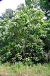 Northern catalpa