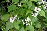 Northern catalpa