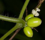 Fivelobe cucumber