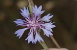 Cornflower <BR>Bachelor's button