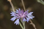 Cornflower <BR>Bachelor's button